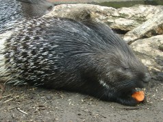 Witstaartstekelvarken2